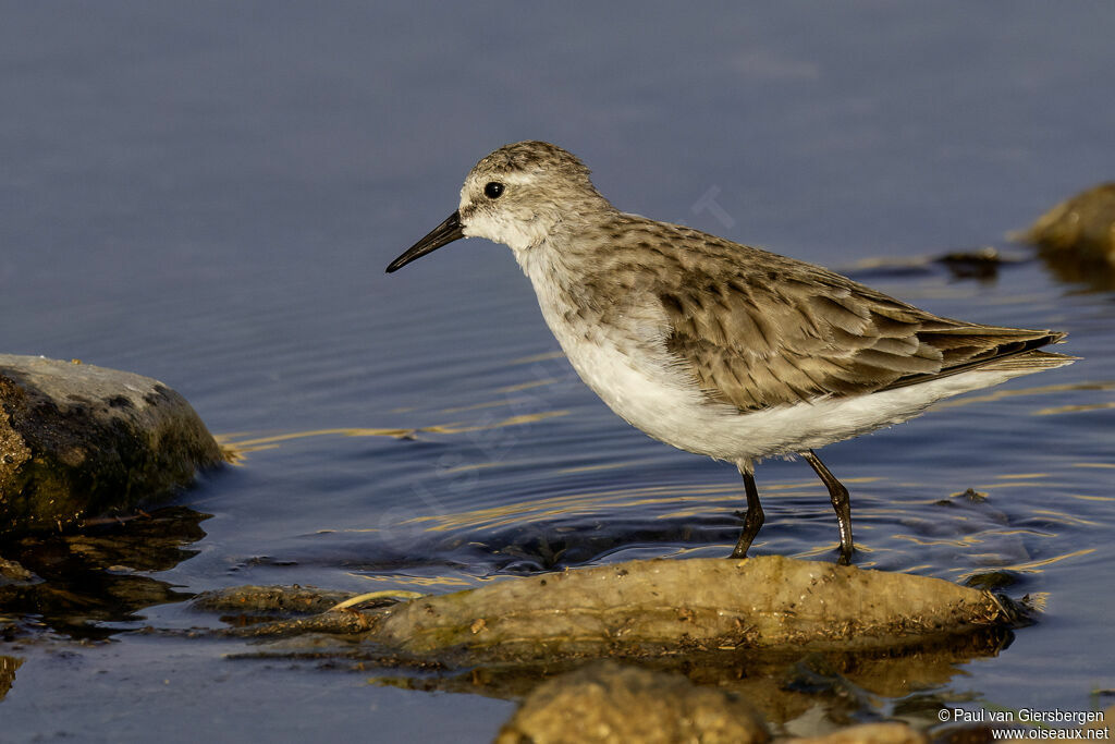 Bécasseau minuteadulte