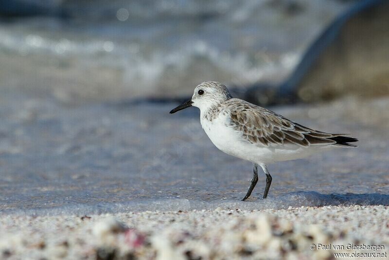 Sanderling