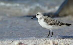 Bécasseau sanderling