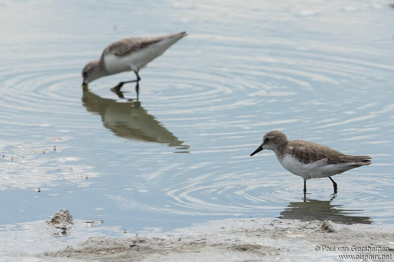 Semipalmated Sandpiper