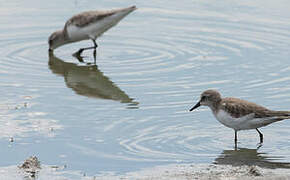 Semipalmated Sandpiper