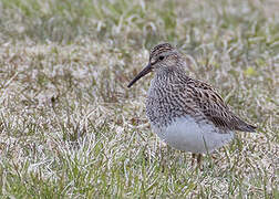 Pectoral Sandpiper