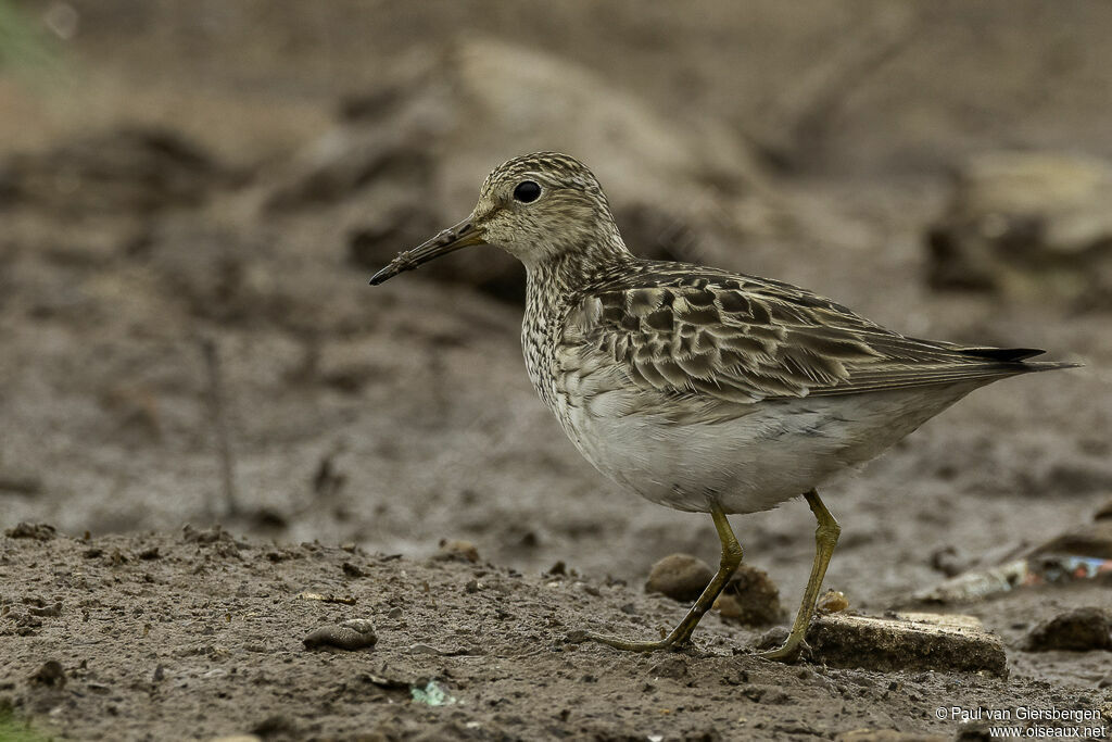 Pectoral Sandpiperadult