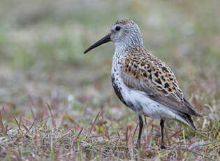 Bécasseau variable