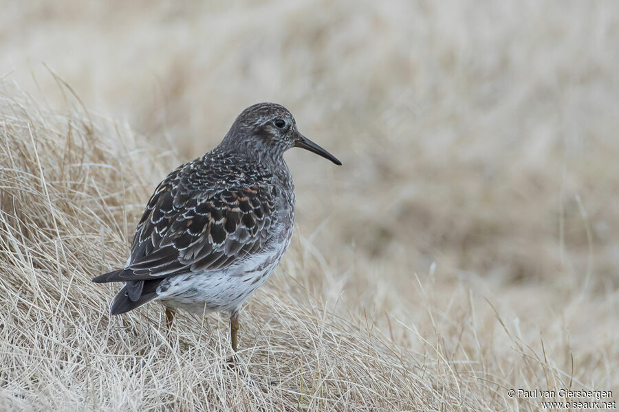 Purple Sandpiperadult