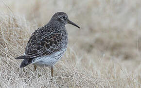 Purple Sandpiper