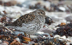 Purple Sandpiper