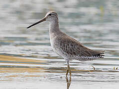 Short-billed Dowitcher