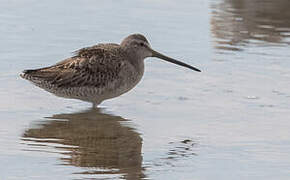 Short-billed Dowitcher