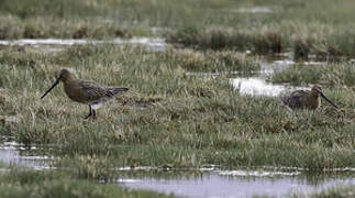 Asian Dowitcher