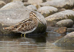 Pin-tailed Snipe