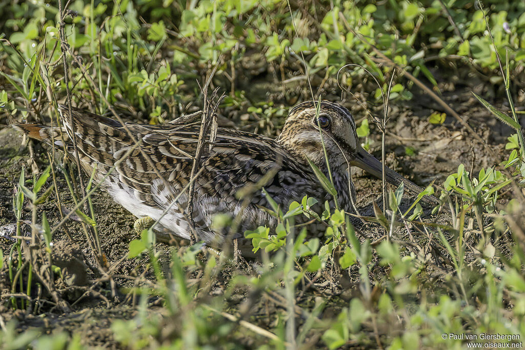 Pin-tailed Snipeadult