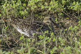 Pin-tailed Snipe