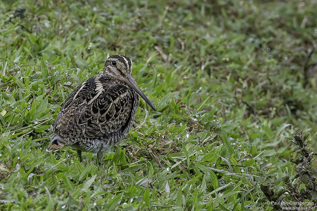 Bécassine à queue pointueadulte