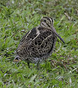 Pin-tailed Snipe