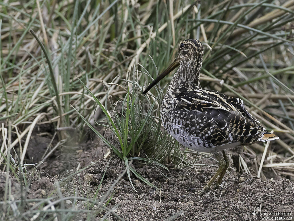 Bécassine africaineadulte