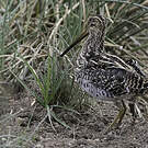 Bécassine africaine