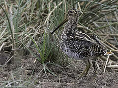 African Snipe