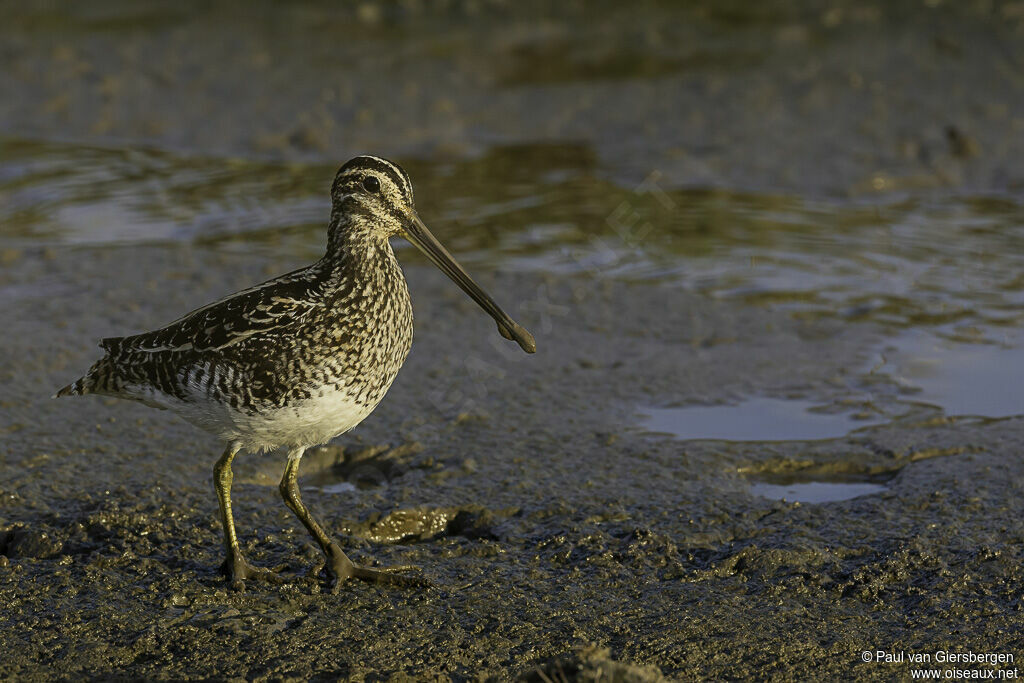 African Snipeadult