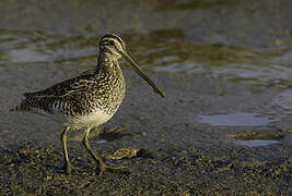 African Snipe