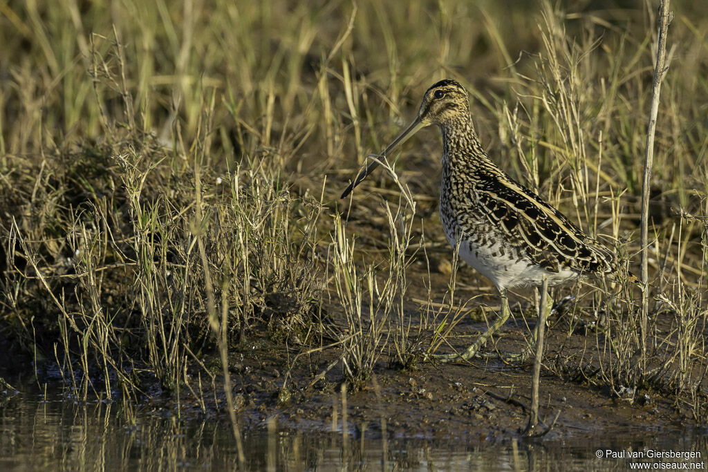 African Snipeadult