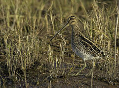 African Snipe