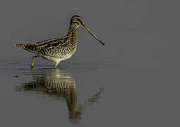 African Snipe