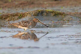 Common Snipe