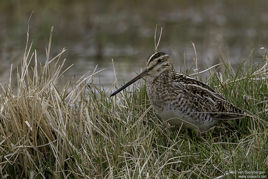 Common Snipeadult