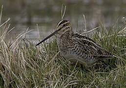 Common Snipe