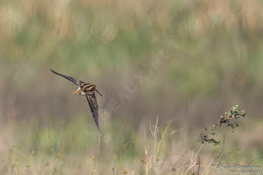 Madagascar Snipe