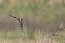 Madagascar Snipe