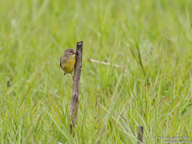 Orange-breasted Waxbilladult