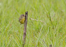 Orange-breasted Waxbill