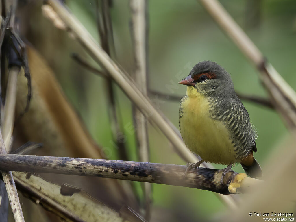 Orange-breasted Waxbilladult