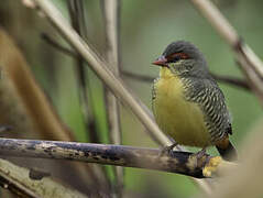 Orange-breasted Waxbill