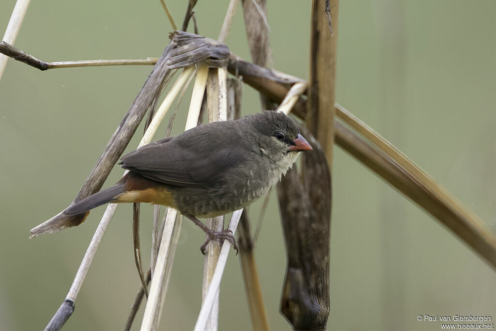 Orange-breasted Waxbill