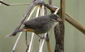 Orange-breasted Waxbill