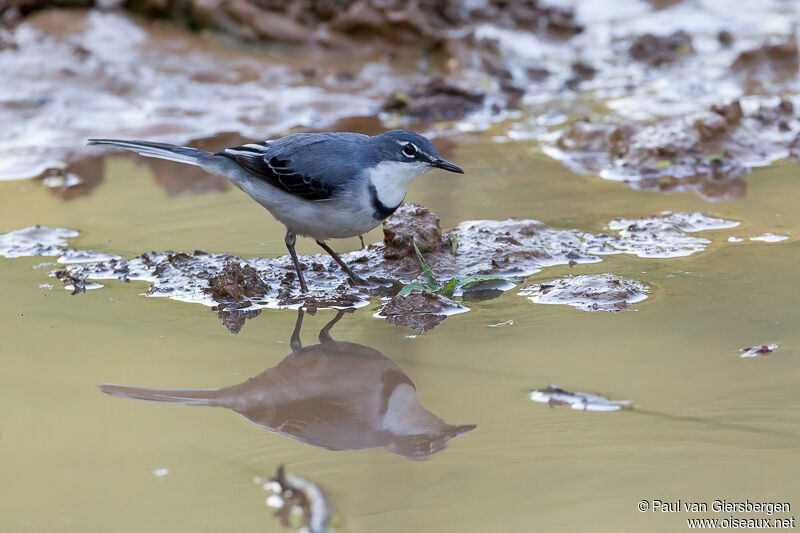 Mountain Wagtail