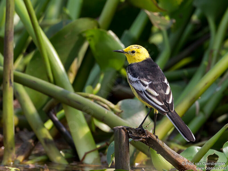 Citrine Wagtail