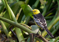 Citrine Wagtail