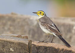 Citrine Wagtail