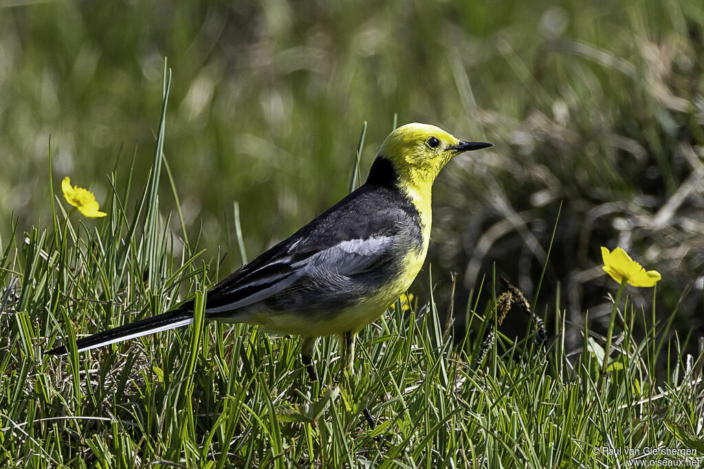 Citrine Wagtailadult