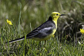 Citrine Wagtail