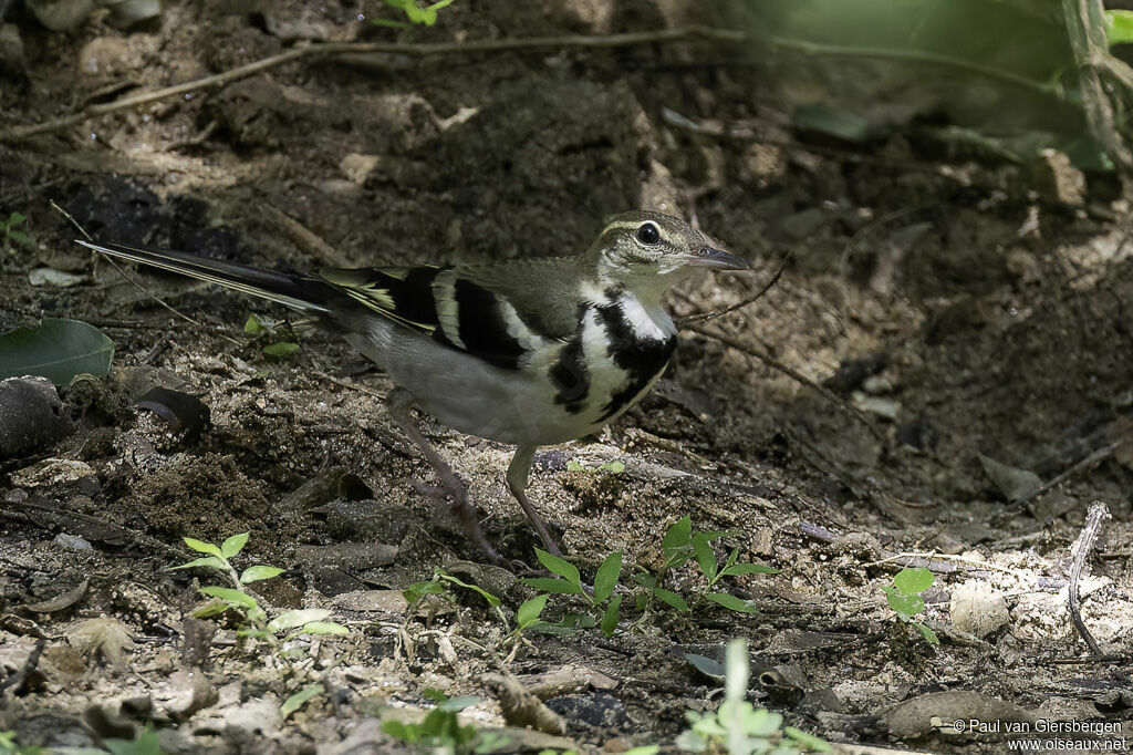 Bergeronnette de forêtadulte