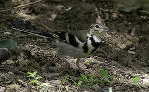 Forest Wagtail