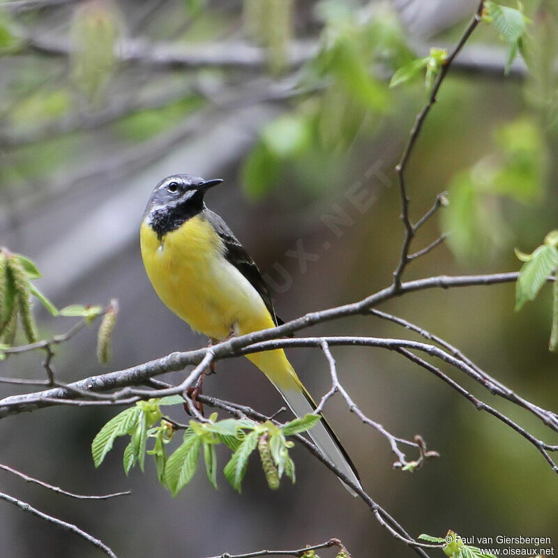 Grey Wagtail