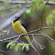 Grey Wagtail