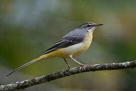 Grey Wagtail