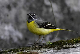 Grey Wagtail